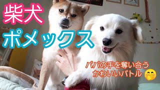 【柴犬とポメックス】パパの手を奪い合うかわいいバトル♪ [upl. by Naihr]