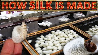 How Silk is Made  Making of Silk thread from silkworm cocoons [upl. by Haraj]