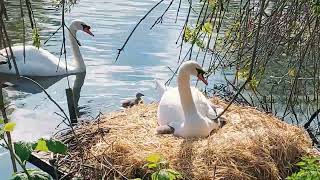 Mute Swans amp Cygnets of Broomfield Park  May 24 [upl. by Analahs631]