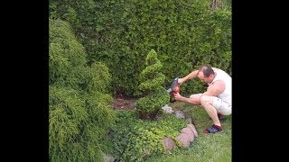 Cięcie artystyczne świerka na bonsai stihl husqvarna shaping shrubs Gestaltung Sträucher niwaki [upl. by Crispas]