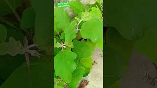 Ghar ke yah Raj kisi Ko bhi Na bataen 🤫new like subscribe plants [upl. by Engvall]