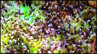 ARMY ANTS HUNTING DARK PHEIDOLE ANTS [upl. by Dudley]