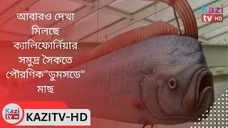 আবারও দেখা মিলছে ক্যালিফোর্নিয়ার সমুদ্র সৈকতে পৌরণিক”ডুমসডে”মাছ [upl. by Nomahs]