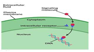 Intracellular signalling [upl. by Wyne]