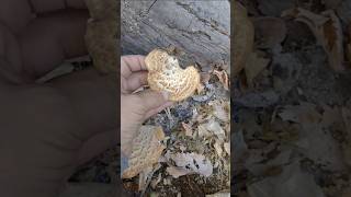 Dryads Saddle mushroom foraging minnesota nature homesteading [upl. by Zonda]