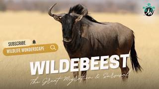 Wildebeest The Great Migration amp Survival  African Wildlife Documentary [upl. by April]