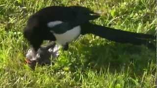 Magpie killing a song bird and its mate looking on [upl. by Hgielrebmik]