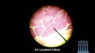 Histology  Vermiform Appendix [upl. by Flyn]