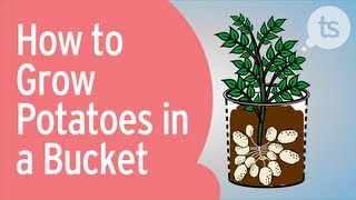 How to Grow Potatoes in a Bucket [upl. by Alimrahs58]