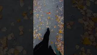 Harud autumn jammukasmir kashmirvalley viralvideo trending [upl. by Atsyrk]