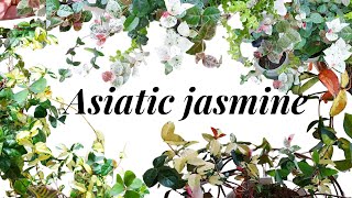 Asiatic Jasmine update Propagation and Care tips HD1080p [upl. by Akineg]