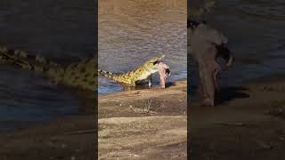 SHOCKING Moment a Crocodile Swallows a Stillborn Buffalo Whole [upl. by Nytsud147]