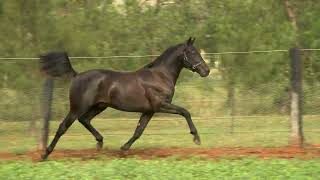 Lot 122 Bettors Delight USA x Artistic Rainbow Black Colt [upl. by Beaulieu]