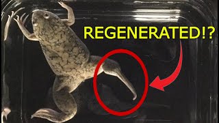 Is Bioelectricity the Key to Limb Regeneration [upl. by Malony]