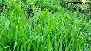 Pasto Mulato  How to Propagate Mulato Ⅱ Grass [upl. by Aiello]