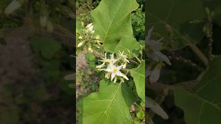 TAKOKAK ‼️ SOLANUM TORVUM takokak solanum solanumtorvum [upl. by Wilterdink]