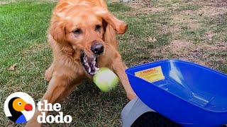 Golden Retriever Plays Catch All By Himself  The Dodo [upl. by Croft804]