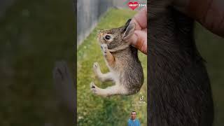 Baby Bunny Screaming After Being Rescue from Hungry Dogs  Heartsome 💖 [upl. by Hacissej]