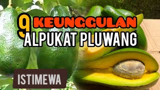 Keunggulan Alpukat Pluwang II Mantap buat di tanam dan jadi bisnis [upl. by Anayek456]