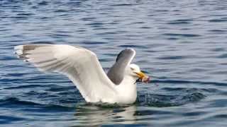 Hungry much Seagulls at its best Catching fishsomehow Etnefjord Norway HD [upl. by Aramad585]