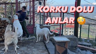 ASAF PABLOYU SEVECEKTİ ORTALIK KARIŞTI [upl. by Anair]