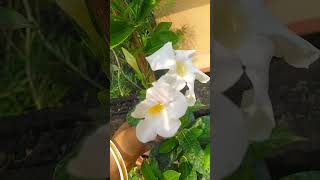 Mandevilla flower plant 🪴✨terrace gardening mandeville flowers plants viralvideo flower [upl. by Brouwer582]