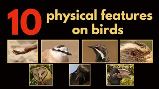 10 PHYSICAL FEATURES ON BIRDS [upl. by Yoong810]