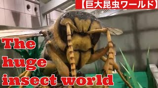 【The huge insect world 】巨大昆虫ワールド insects 昆虫 huge [upl. by Irtak741]