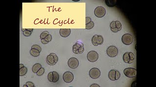 The Cell Cycle  Concepts of Biology Chapter 62 English Reading Only [upl. by Meeki]