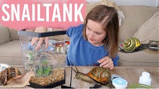 Setting Up My Aquatic Snail Tank [upl. by Woodhouse572]