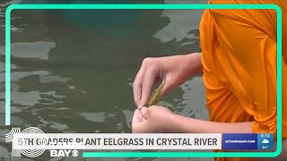 Fifth graders plant eelgrass in Crystal River to aid manatees [upl. by Conrade311]