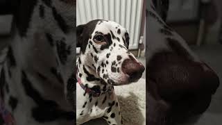 Try not to boop the dalmatian cute puppy dog pets dalmatiandog [upl. by Pentheam]