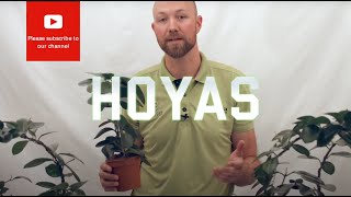 All you need to know about Hoyas Wax flower [upl. by Icat]