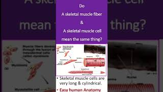 Do A skeletal muscle fiber amp A skeletal muscle cell mean the same thing [upl. by Jahdai]