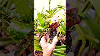 CODIAEUM RED BATIK  ну разве не прекрасен❤️ codiaeum кротон redbatik plants [upl. by Slein102]