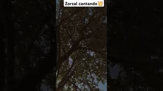 Zorzal cantando [upl. by Cormack]