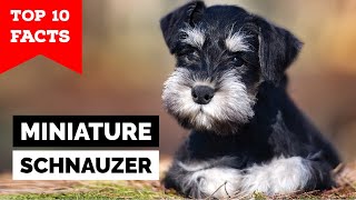 Miniature Schnauzer  Top 10 Facts [upl. by Aicat]