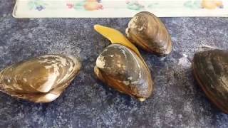 Quahog Bar Clam Licks Salt On Table With Its Tongue [upl. by Sib13]