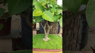 Banyan Bonsai 5 years Old [upl. by Ardnalahs]