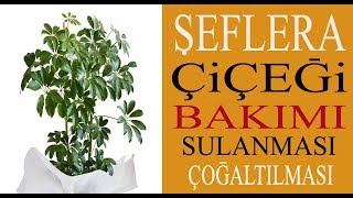 Şeflera schefflera çiçeğinin bakımı sulanması çoğaltılması ve toprak değişimi schefflera [upl. by Cioffred708]