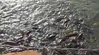 Fish Feeding Frenzy in Baghdad Iraq at Al Faw Palace [upl. by Tabber874]