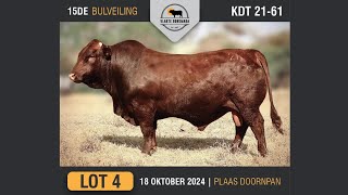 Lot 4  Vlakte Bonsmara Bulveiling  18 Okt 2024 [upl. by Sixel]