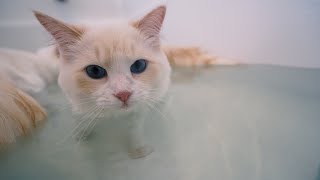 How to Get your Cat Used to Water 4 Step Tutorial  The Cat Butler [upl. by Dani]