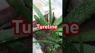 Turelline motivationa shortvideos viralvideos [upl. by Netfa]