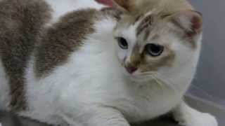 A 6yearold cat has a chronic ear infection 12  chronic otitis externa [upl. by Adon]