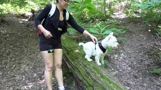 Westie Walk in the Woods [upl. by Ahtreb]