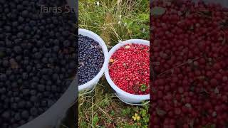 Berry picking in Sweden harvesting berry cranberries lingonberry berryfarm [upl. by Cobbie653]