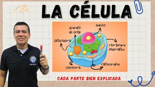 LA CÉLULA ESTRUCTURA Y FUNCIÓN CELULAR MITOCONDRIAS RIBOSOMAS LISOSOMAS ETC [upl. by Ahsenauj]