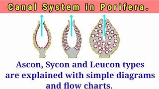 Canal System in Porifera [upl. by Aremihc]