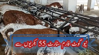 55 bakriyon se start new goat farm  makkhi chini goat farming  goat farming business [upl. by Blanche154]